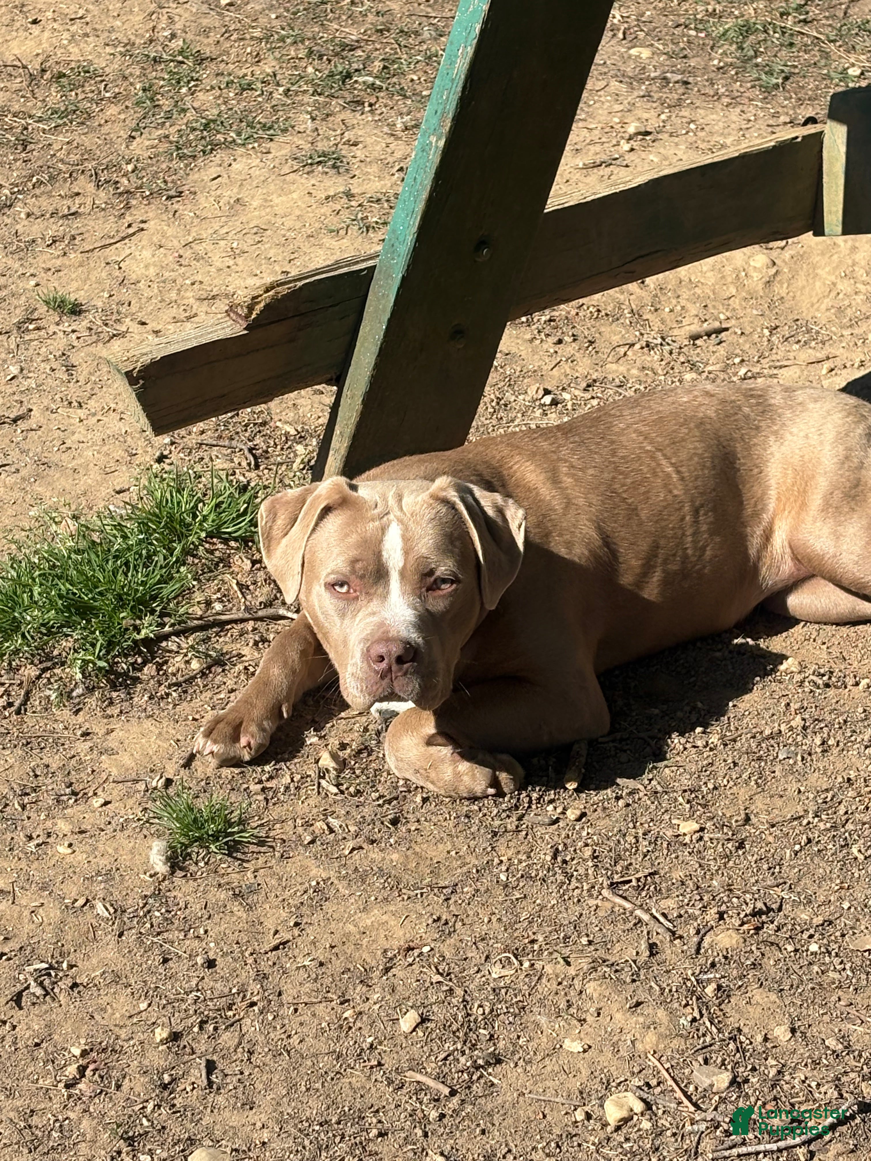 American Bully dogs Brown Sugar - Ad 1