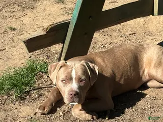 American Bully dogs for sale: Brown Sugar - Ad 4