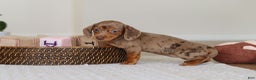 Miniature Dachshund dogs for sale: Bella - Ad 8