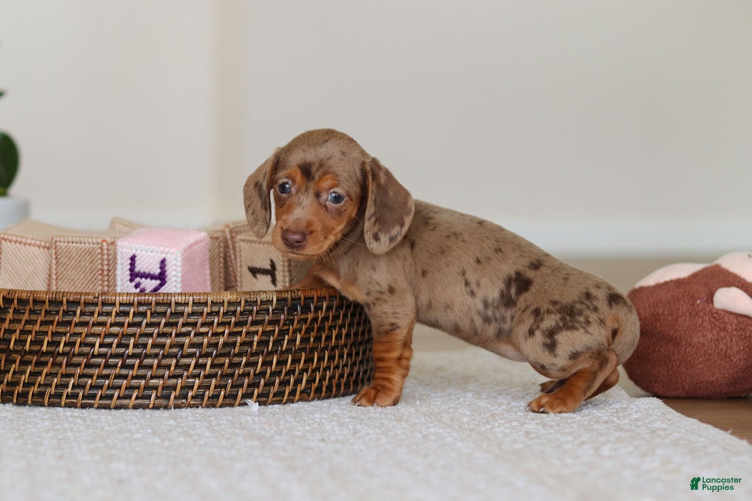 Miniature Dachshund dogs for sale: Bella - Ad 8