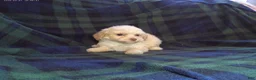Maltipoo dogs for sale: Star---Maltipoo female, in home raised, non-shedding  - Ad 2