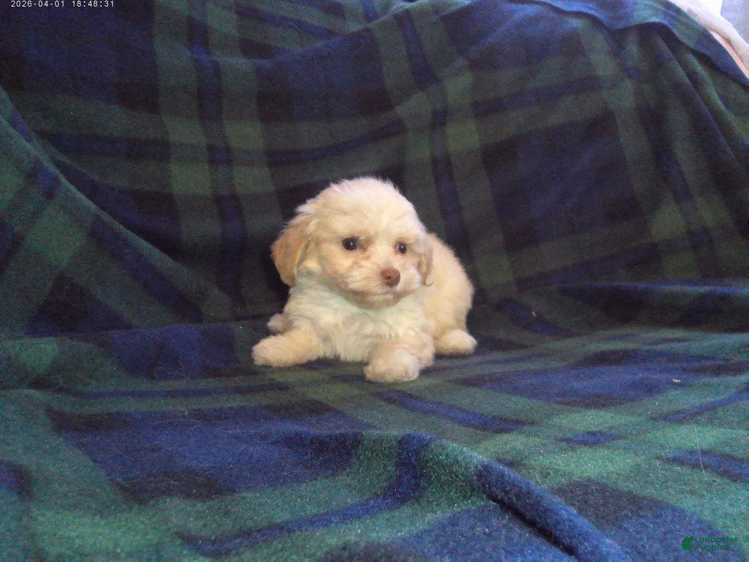 Maltipoo dogs for sale: Star---Maltipoo female, in home raised, non-shedding  - Ad 2