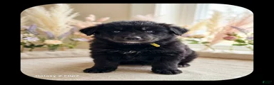 BANDIT