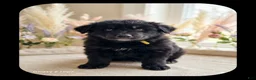 Goberian dogs for sale: BANDIT - Ad 1