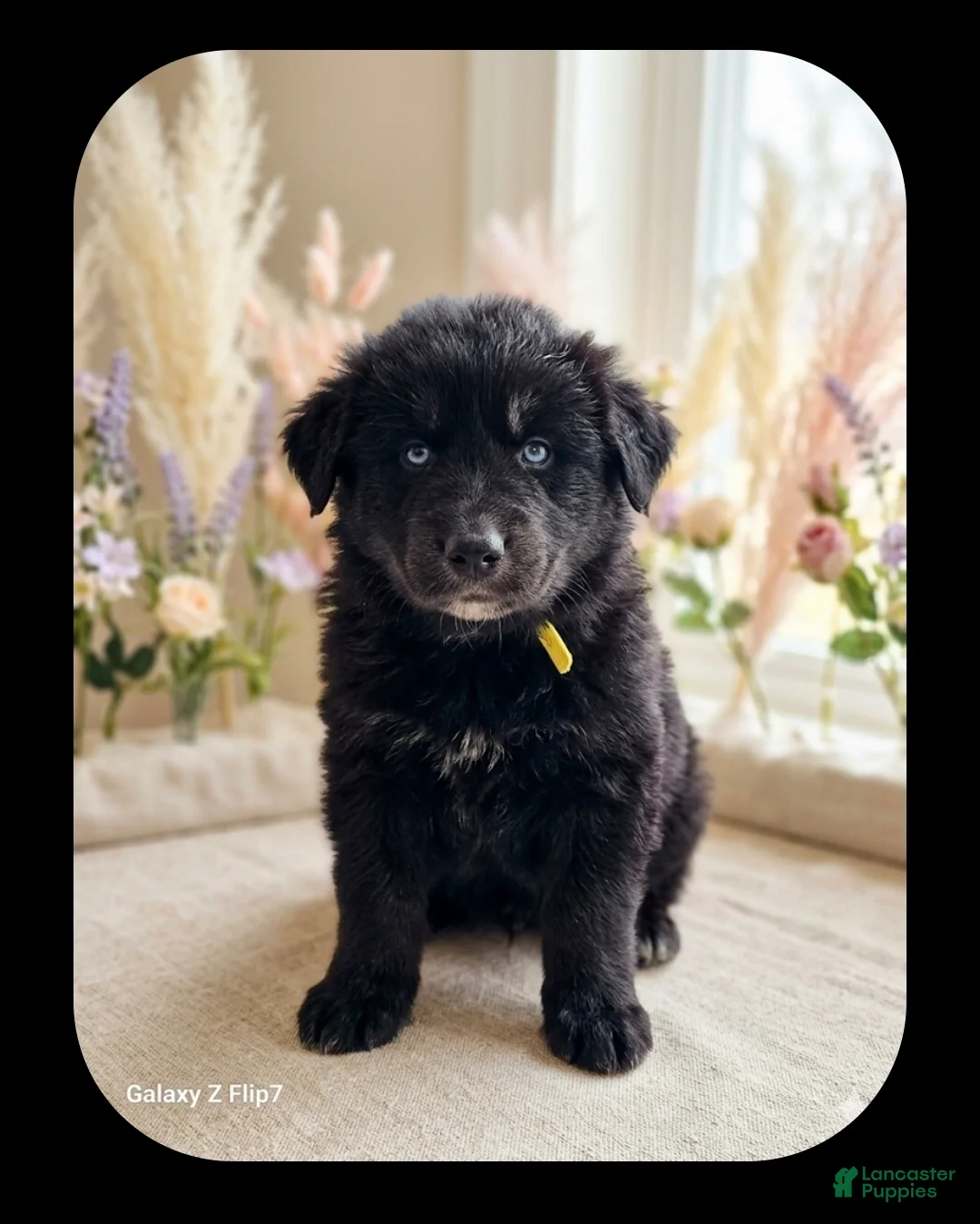 Goberian dogs for sale: BANDIT - Ad 1