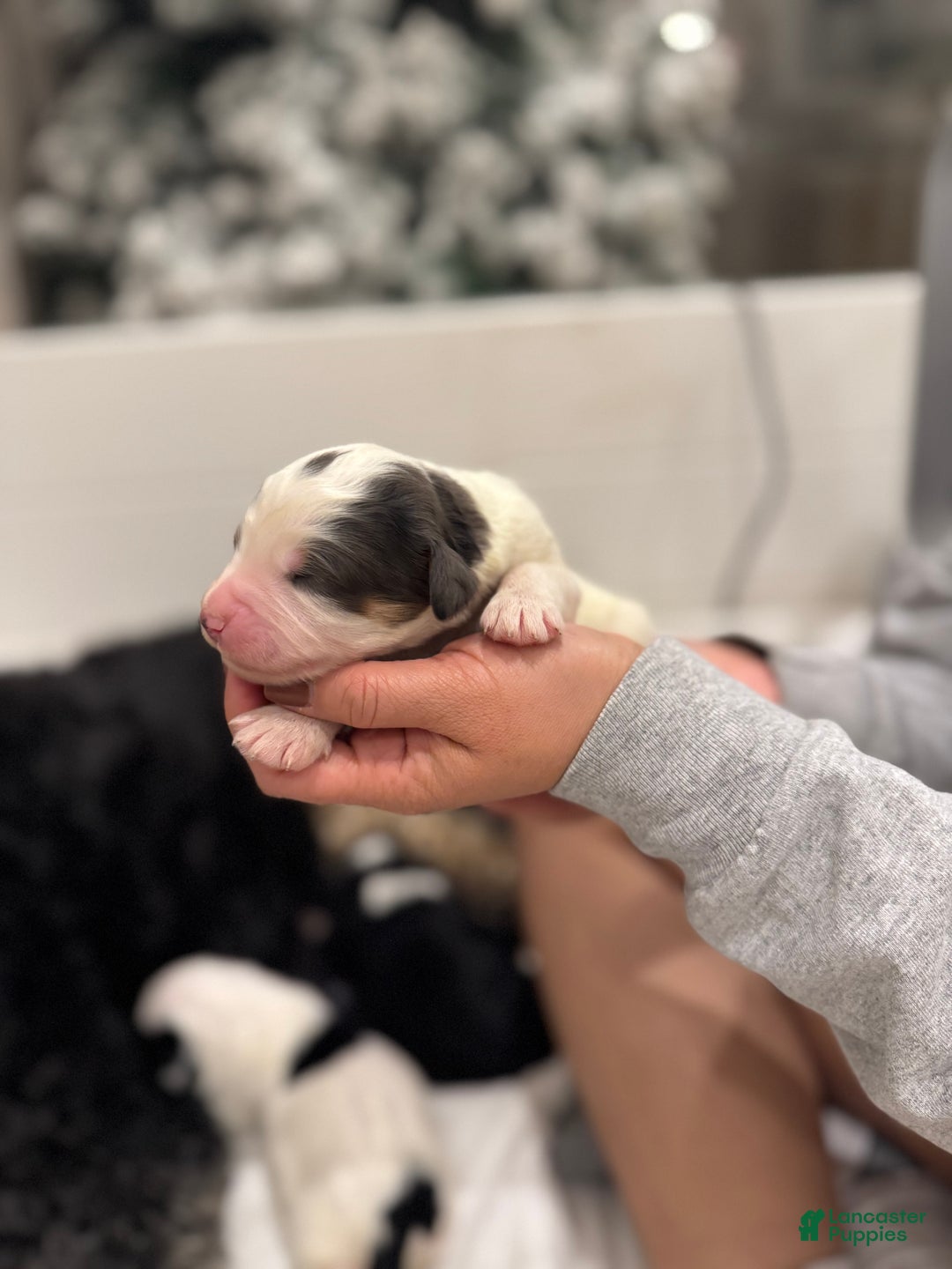 Bernedoodle dogs for sale: Dinozzo - Ad 1