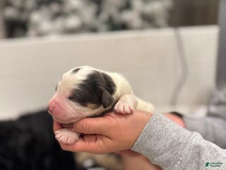 Bernedoodle dogs Dinozzo - Ad 27