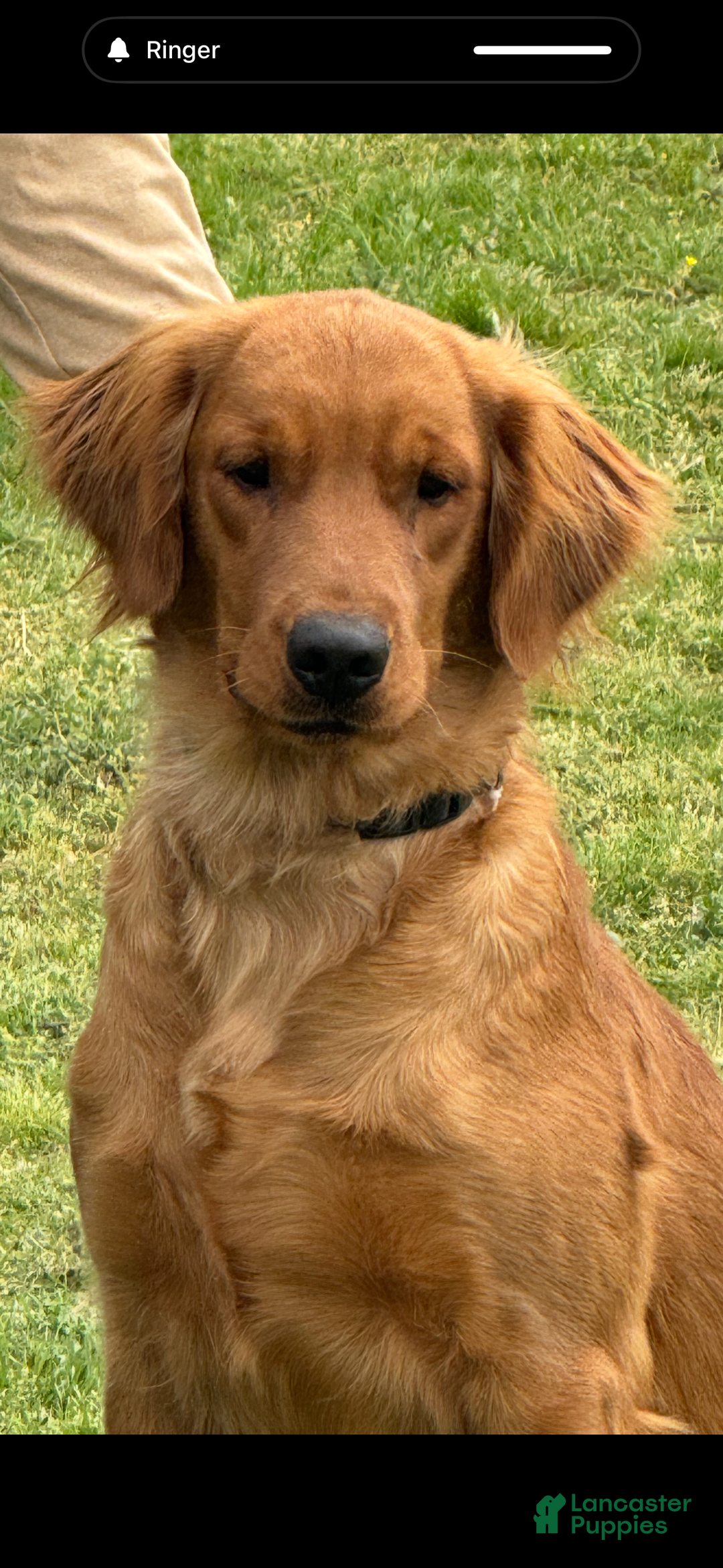 Golden Retriever dogs for sale: Christmas Purple Male-  - Ad 5