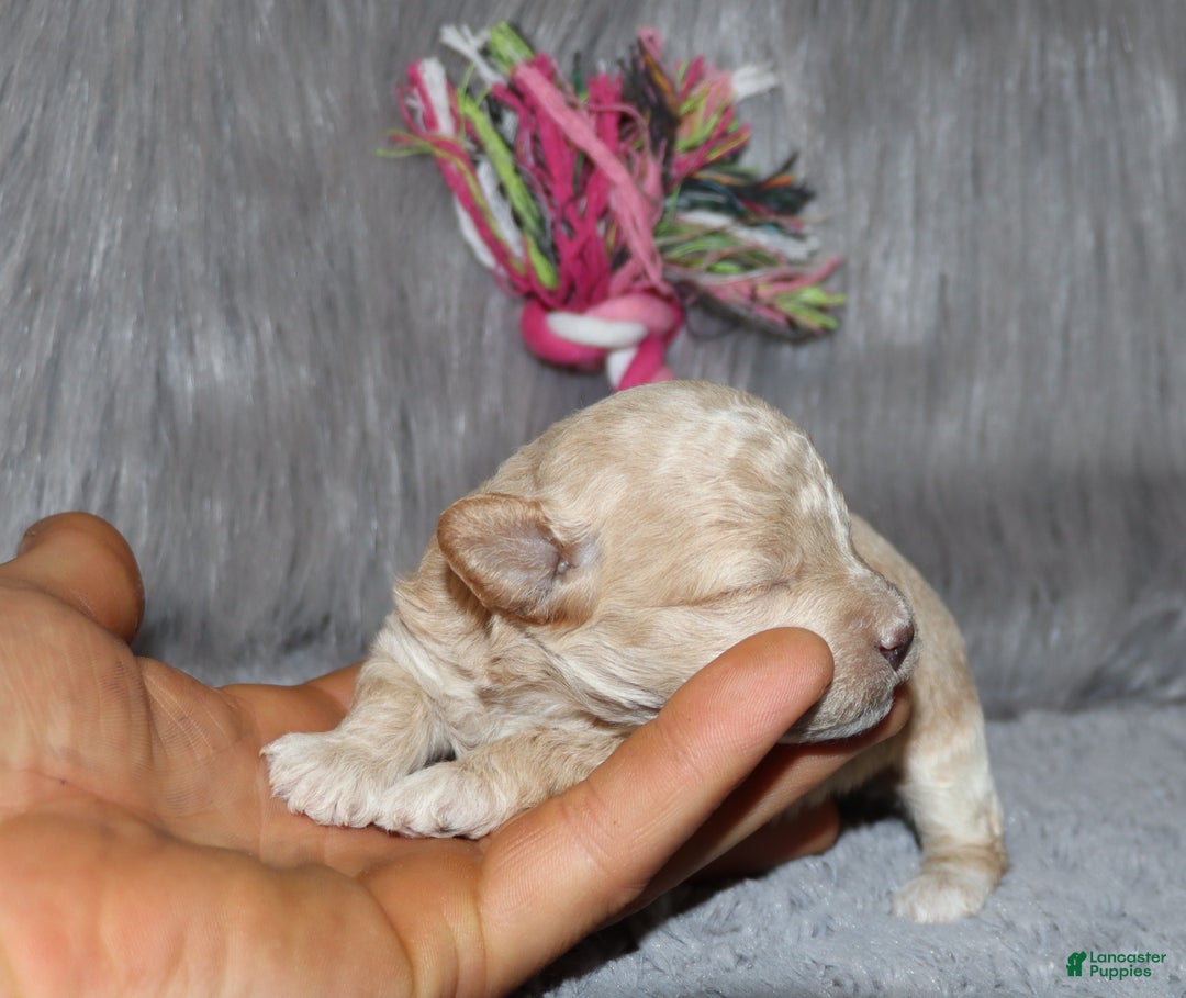 Havapoo dogs for sale: Annabelle Toy/M.👨‍👨‍👦‍👦💞🐕 - Ad 20