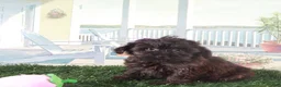 Yorkiepoo dogs for sale: Angel-Precious Little Yorkie Puppy - Ad 2