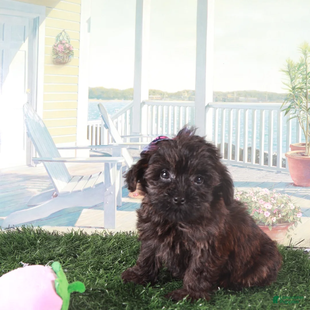 Yorkiepoo dogs for sale: Angel-Precious Little Yorkie Puppy - Ad 2
