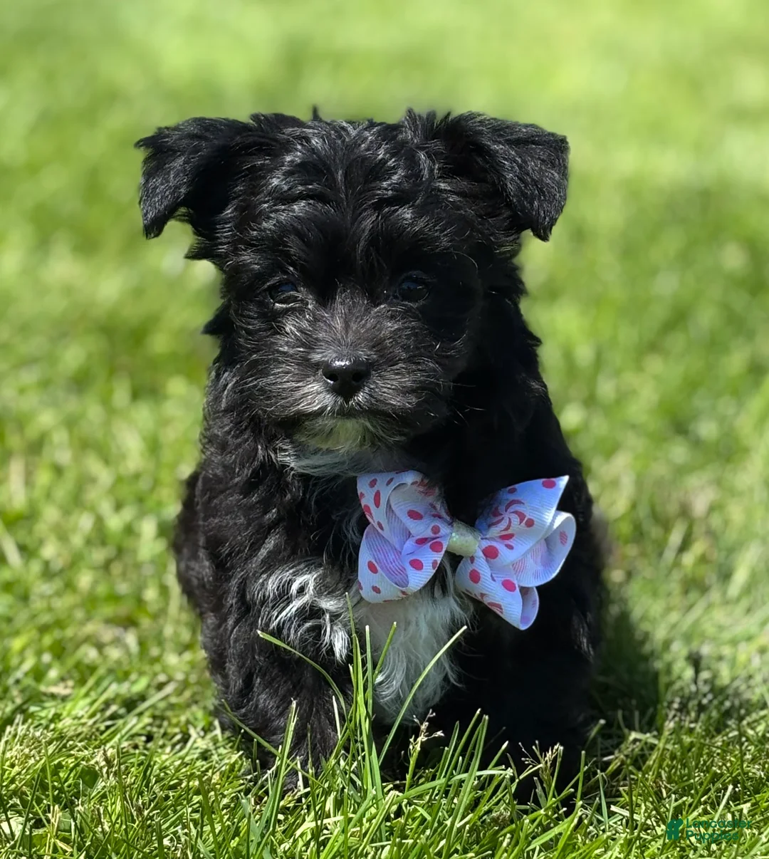 Morkie dogs for sale: Zoey - Ad 1