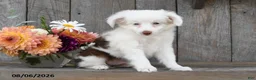 Aussiedoodle dogs for sale: Theo - Ad 3