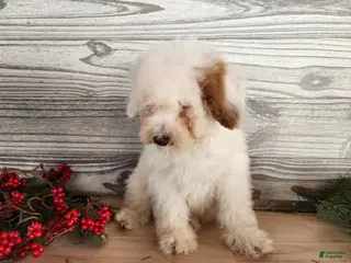 Mini Bernedoodle dogs Rudolph - Ad 9