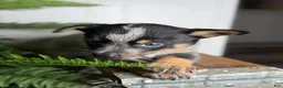 Australian Cattle Dog dogs for sale: Dusty - Ad 5