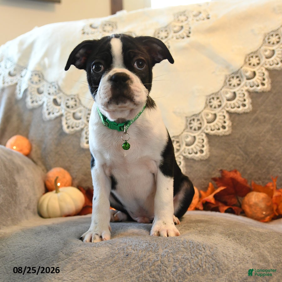 Boston Terrier dogs Tucker - Ad 2