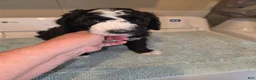 Bernedoodle dogs for sale: Royal - Ad 1