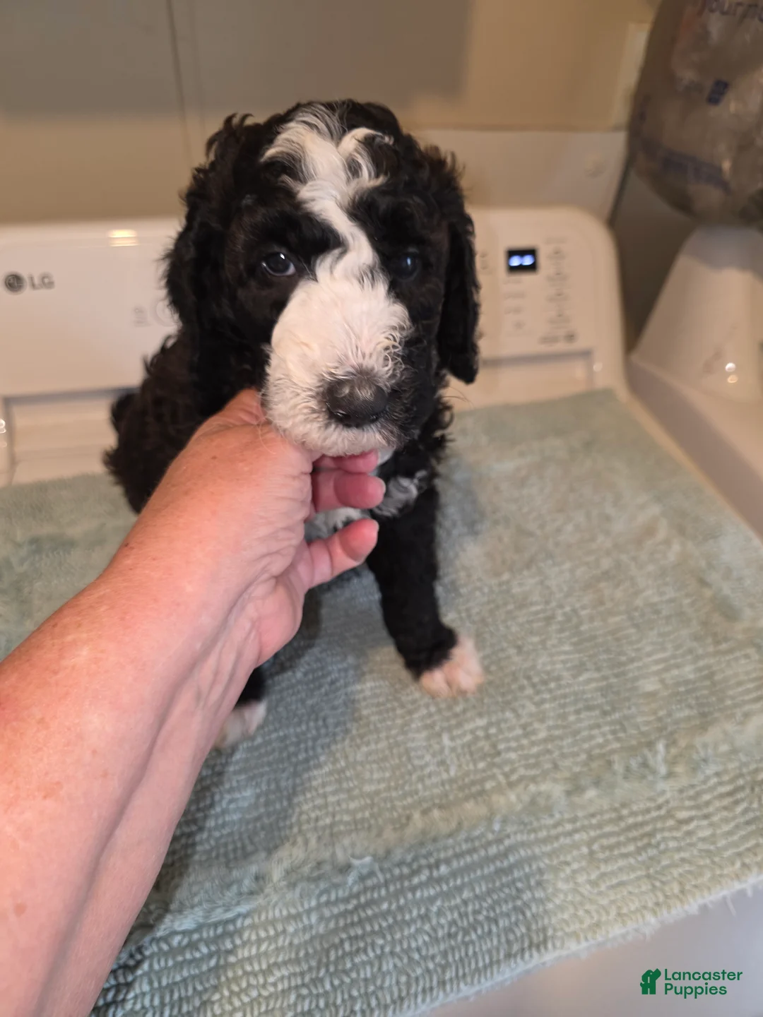 Bernedoodle dogs for sale: Royal - Ad 1