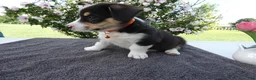 Welsh Corgi Pembroke dogs for sale: Welsh Corgi Pembroke 3 Magnum - Ad 2