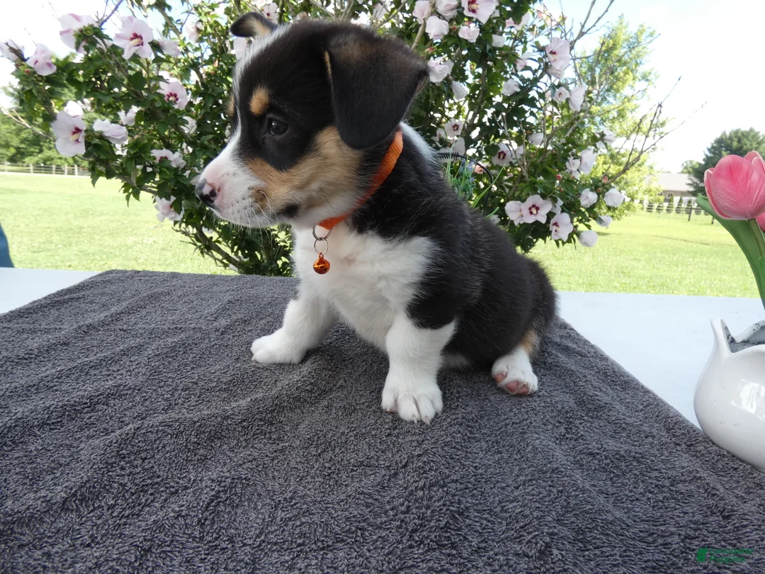 Welsh Corgi Pembroke dogs for sale: Welsh Corgi Pembroke 3 Magnum - Ad 2