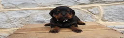 Rottweiler dogs for sale: Brooke - Ad 3