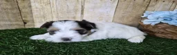 Biewer Terrier dogs for sale: Moose - Ad 5
