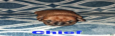 Chorkie Puppy Chief 