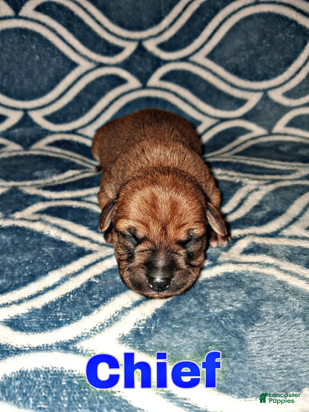 Chorkie dogs for sale: Chorkie Puppy Chief  - Ad 1