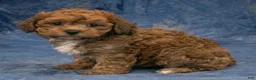 Havapoo dogs for sale: Chief - Ad 5