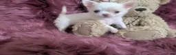Chihuahua dogs for sale: Priscilla LC  Apple Head    Videos  - Ad 4