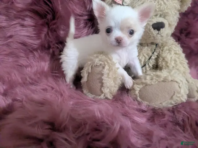 Chihuahua dogs for sale: AKC Priscilla LC Apple Head - Ad 1