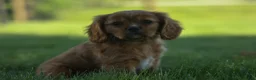 Cavalier King Charles Spaniel dogs for sale: Ford 💙 - Ad 3