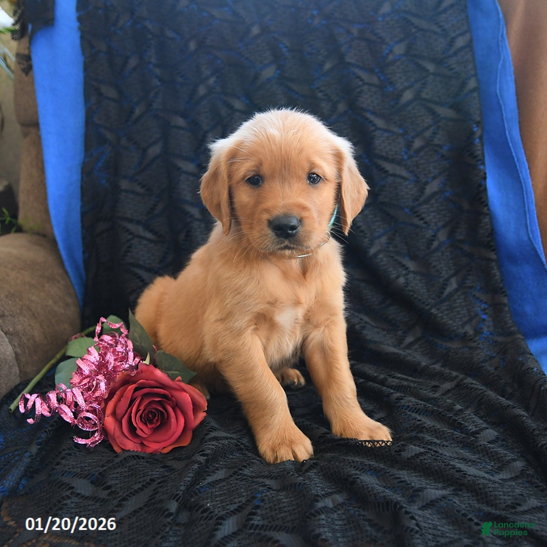 Golden Retriever dogs for sale: Jorden - Ad 3