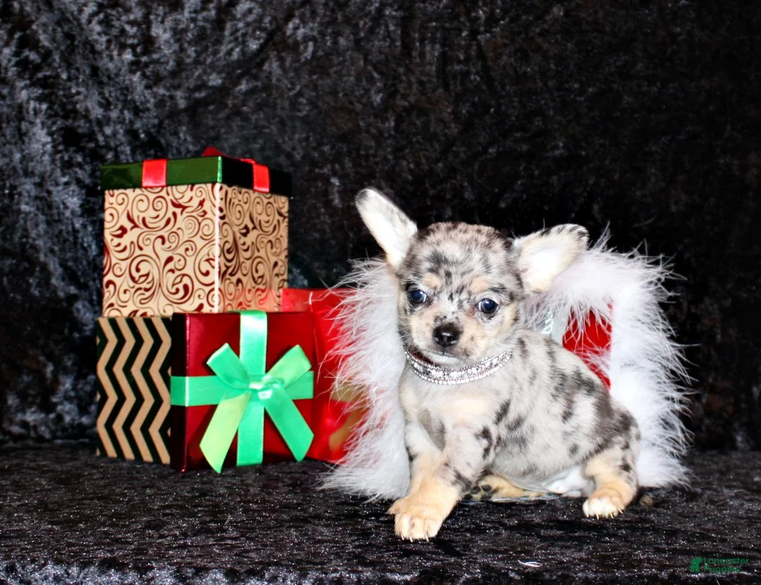 Chihuahua dogs for sale: Abelina - Ad 1