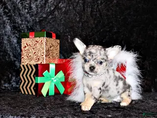 Chihuahua dogs Abelina - Ad 29