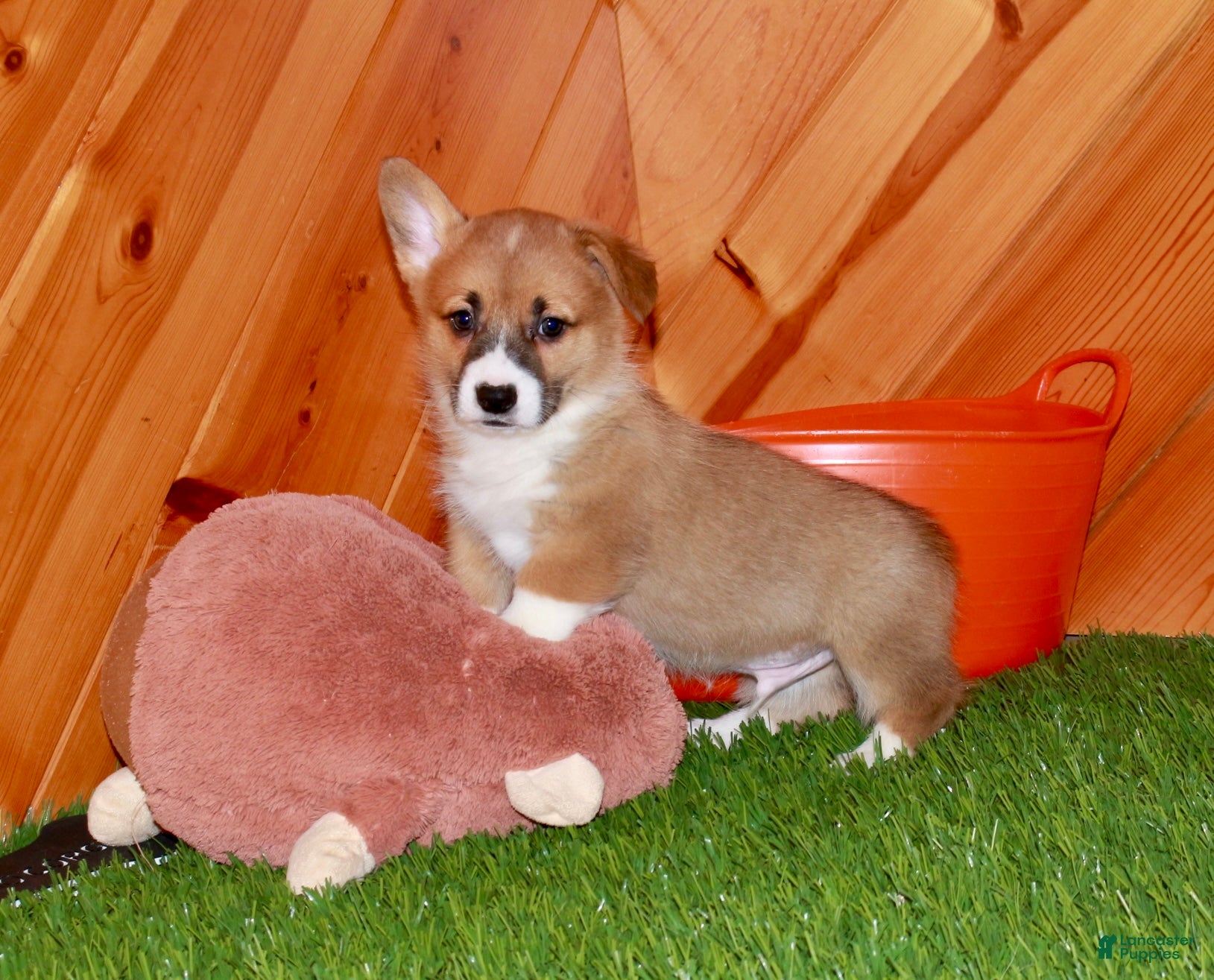 Welsh Corgi Pembroke dogs Welsh Corgi Pembroke Puppy 1 - Ad 2