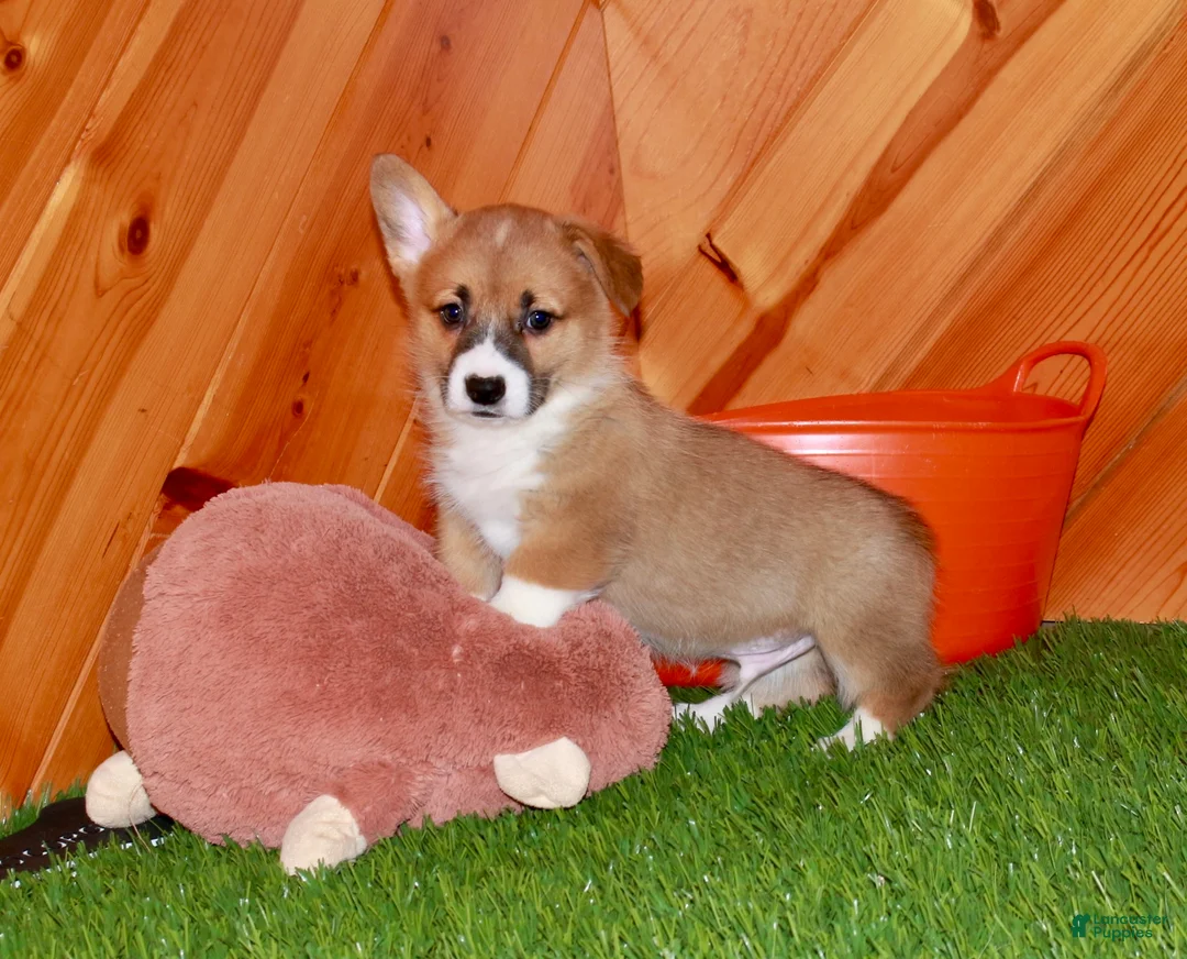 Welsh Corgi Pembroke dogs for sale: Welsh Corgi Pembroke Puppy 1 - Ad 2