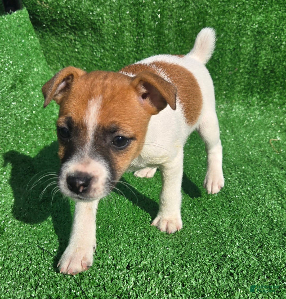 Jack Russell Terrier dogs for sale: Jack Russell Terrier Puppy 2 - Ad 5