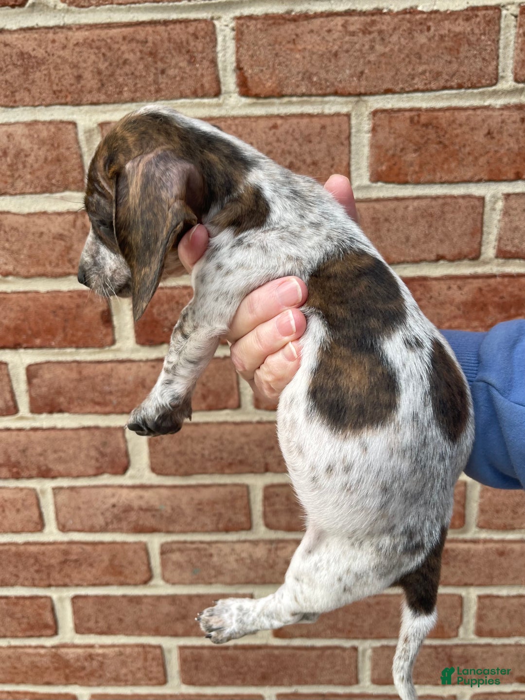 Dachshund dogs for sale: Brindle Pie - Ad 4