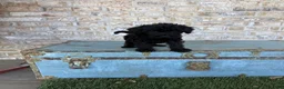 Miniature Labradoodle dogs for sale: Bandit  - Ad 6