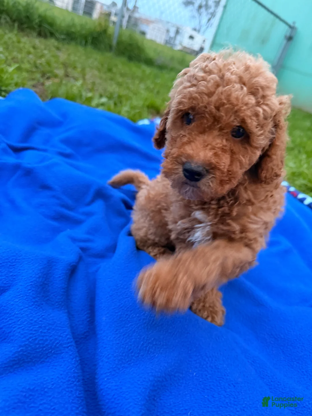 Mini Goldendoodle dogs for sale: Feliz - Ad 7