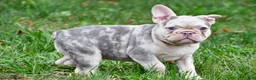 French Bulldog dogs for sale: Rosie - Ad 6