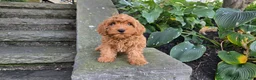 Cavapoo dogs for sale: Bryce - Ad 13