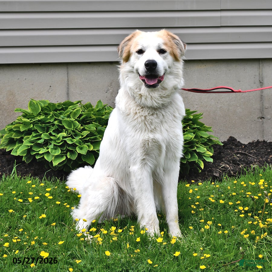 Mixed Breed dogs Samuel - Ad 2
