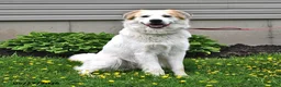 Mixed Breed dogs for sale: Samuel - Ad 2