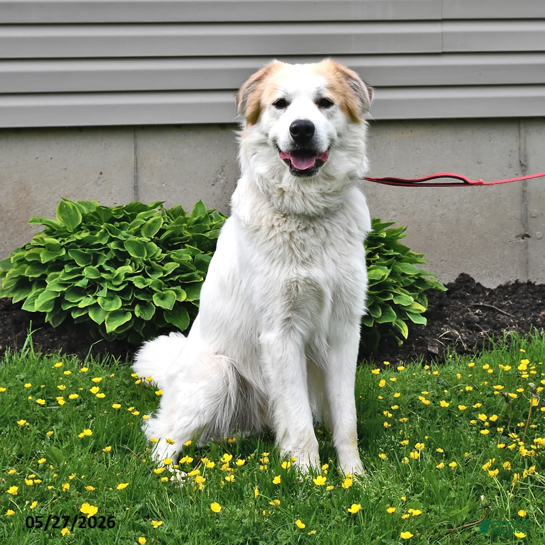 Mixed Breed dogs for sale: Samuel - Ad 2