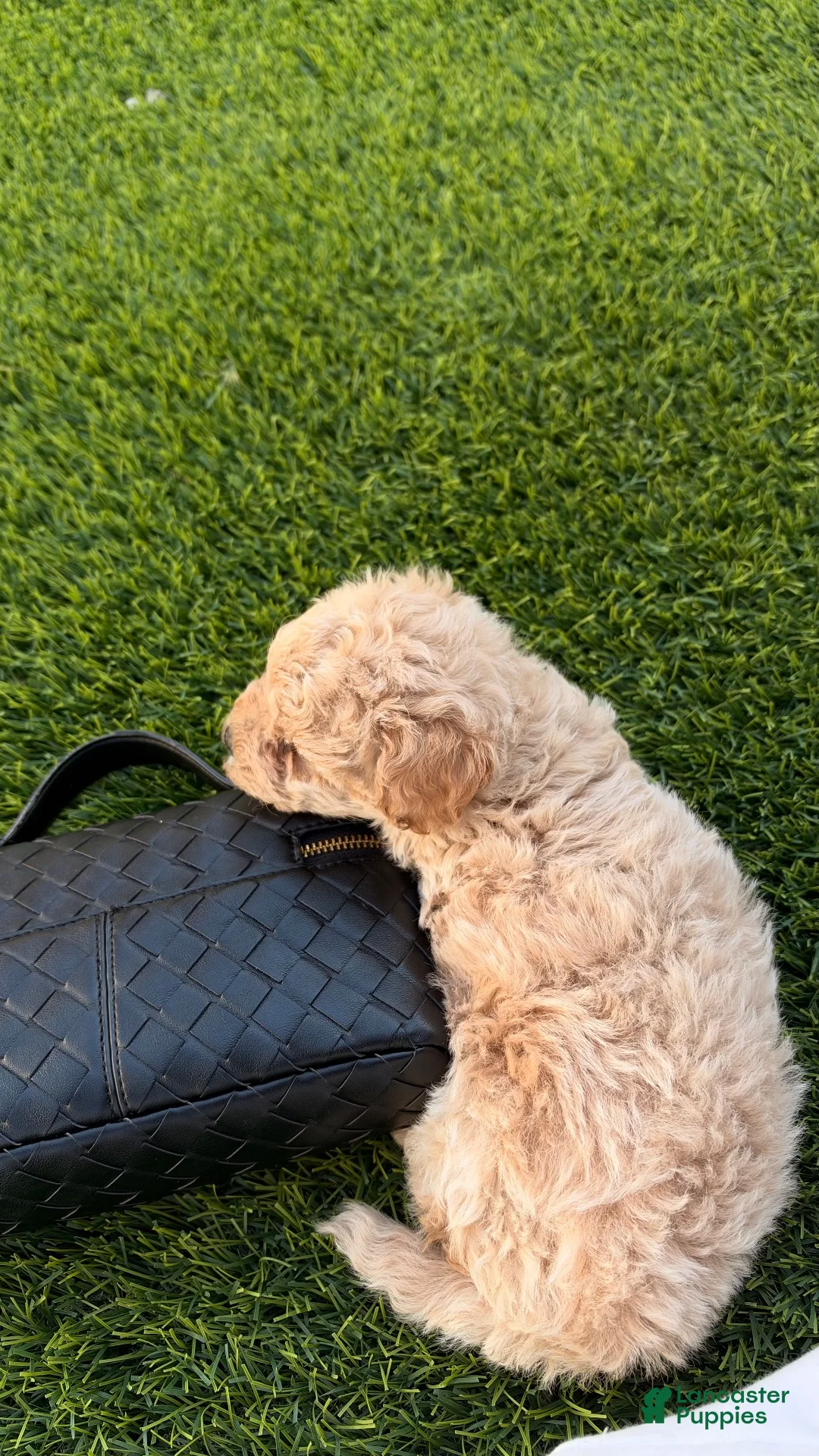 Toy Poodle dogs for sale: Theo - Ad 3