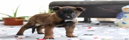 Belgian Malinois dogs for sale: Kaiden - Ad 5