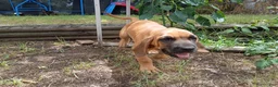 Mixed Breed dogs for sale: Thelma - Ad 3