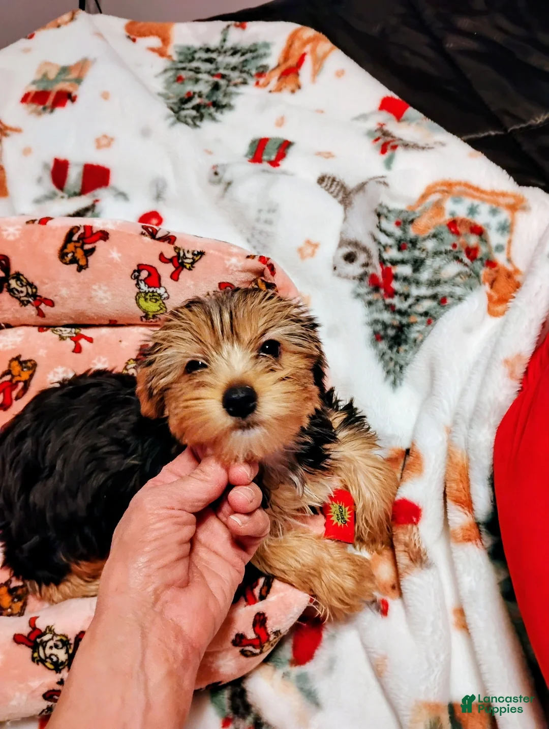 Yorkshire Terrier dogs for sale: Mariah - Yorkshire Terrier Puppy 4 - Ad 1